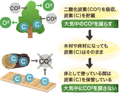 【樹木】二酸化炭素を吸収、炭素を貯蔵（大気中の二酸化炭素を減らす）→【木材・床材】貯蔵した炭素はそのまま、床として使っている間は炭素を保管し続ける（大気中に二酸化炭素を戻さない）